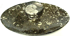 goniatite dish.jpg